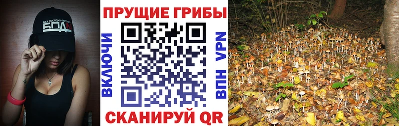 Псилоцибиновые грибы Cubensis  Курлово 